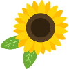 Sonnenblume