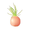 Your favorite onion