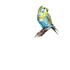 budgerigar parakeet, budgie
