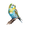 budgerigar parakeet, budgie