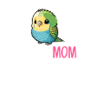 budgerigar parakeet, budgie