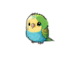 budgerigar parakeet, budgie