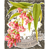 Butterfly lilac old botanical illustration