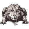 Australian Aligator