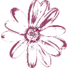 Flower Mallow - Hollow