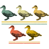 bunte Enten