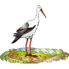 Stork bird