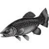 Fisch