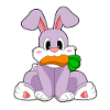 Rabbit Carrot