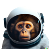 Singe Astronaute