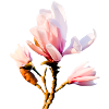 Magnolia