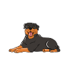 Life Without Rottweiler Is Meh