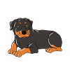 Fier père d’un Rottweiler