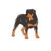 Rottweiler Papa