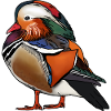 Mandarinente farbig