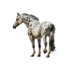 Appaloosa Equestrian Horse