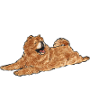 Chow Chow Dog