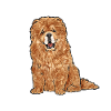 Chow Chow Dog