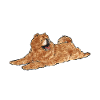 Chow Chow Dog