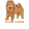 Chow Chow Dog
