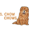 Chow Chow Dog