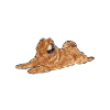 Chow Chow Dog