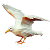 North Sea Coast Seagull