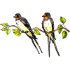 Oiseaux