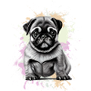 Mops Hund