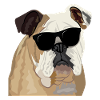 British Bulldog wearing sunglasses