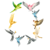 Drôle d’oiseaux