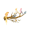 Bird Funny Birder Birding Birdwatching