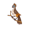 Kawaii Hoatzin