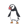 Kawaii puffins