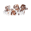Australian Shepherd