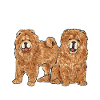 Chow Chow Dog
