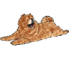 Chow Chow Dog