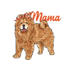 Chow Chow Dog