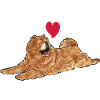 Chow Chow Dog