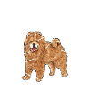 Chow Chow Dog