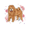 Chow Chow Hund