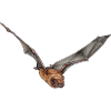 Small noctule solitary