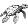 Turtle black and white swimming