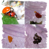 Two ladybirds in family planning