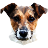 Jack Russell Terrier Chien Polygone
