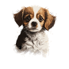 Cute Dog Pet
