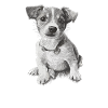 Chien