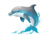 Dolphin