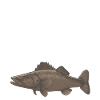 Walleye Fishing Anglers