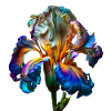 Flower Magic No. 1